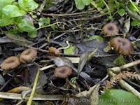 Entoloma paludicola